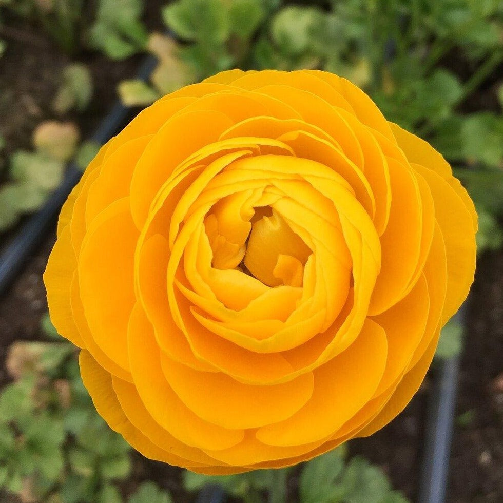 Giallo Italian Ranunculus