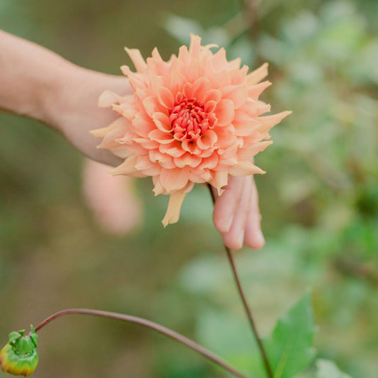 Terracotta Dahlia Tuber