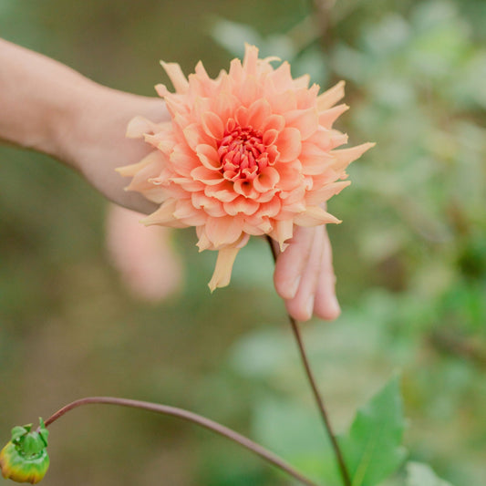 Terracotta Dahlia Tuber - BULK