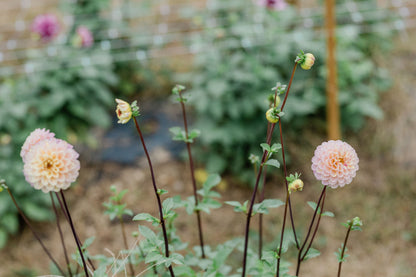 Wizard of Oz Dahlia Tuber