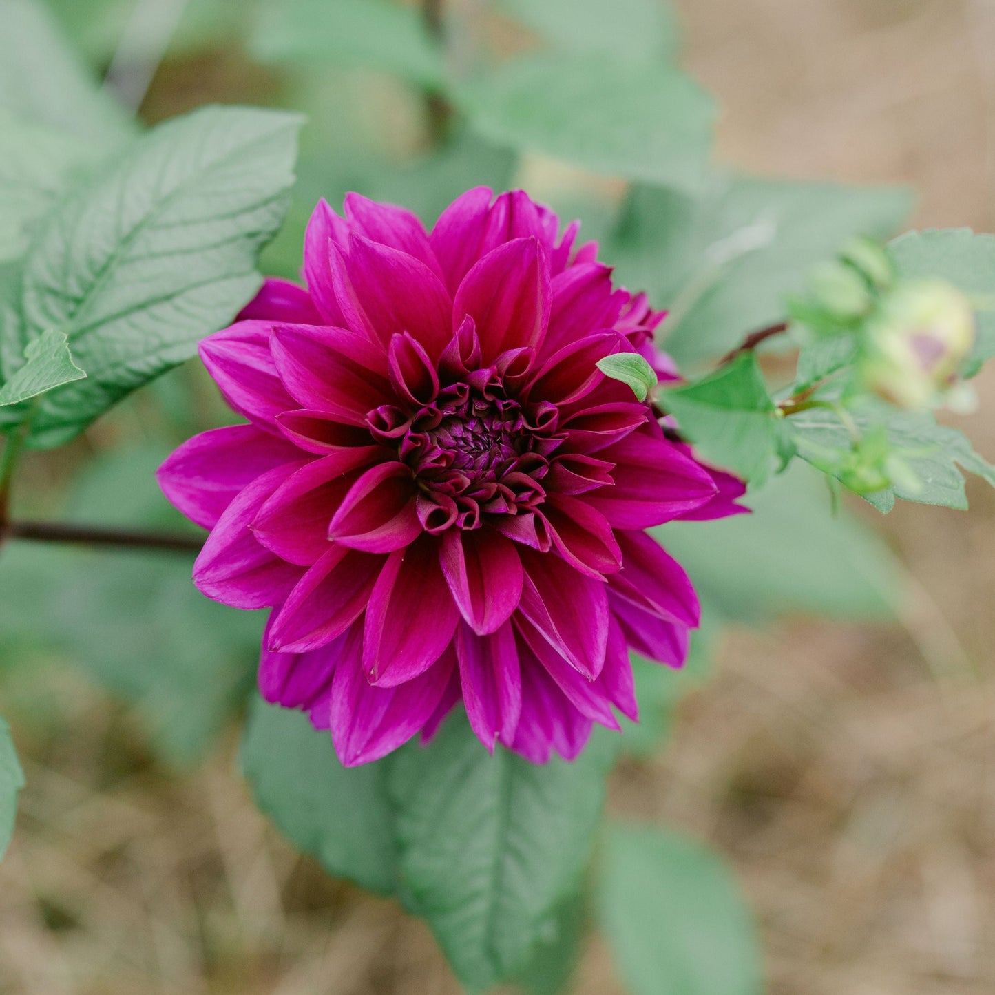 Thomas Edison Dahlia Tuber