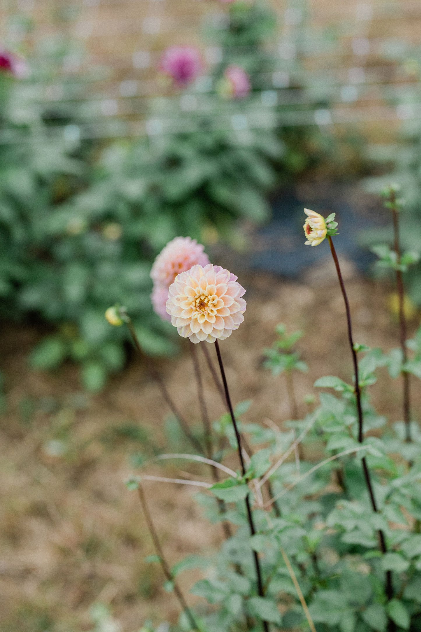 Wizard of Oz Dahlia Tuber