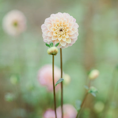 Wizard of Oz Dahlia Tuber