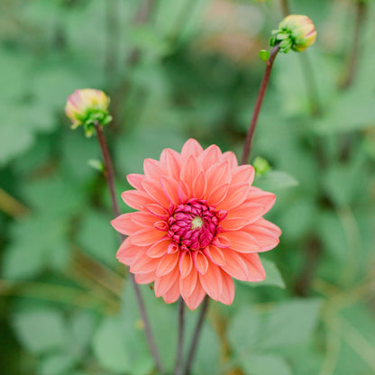 American Dawn Dahlia Tuber