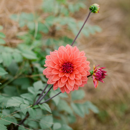 American Dawn Dahlia Tuber