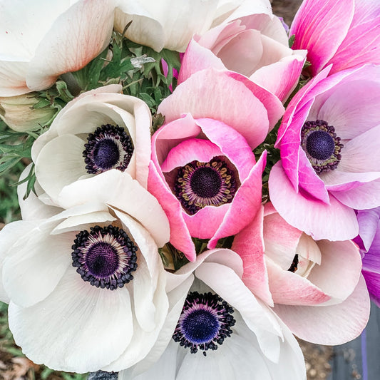 Anemone bunch