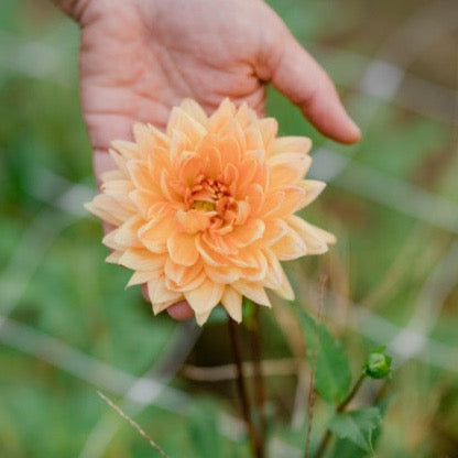 Big Brother Dahlia Tuber