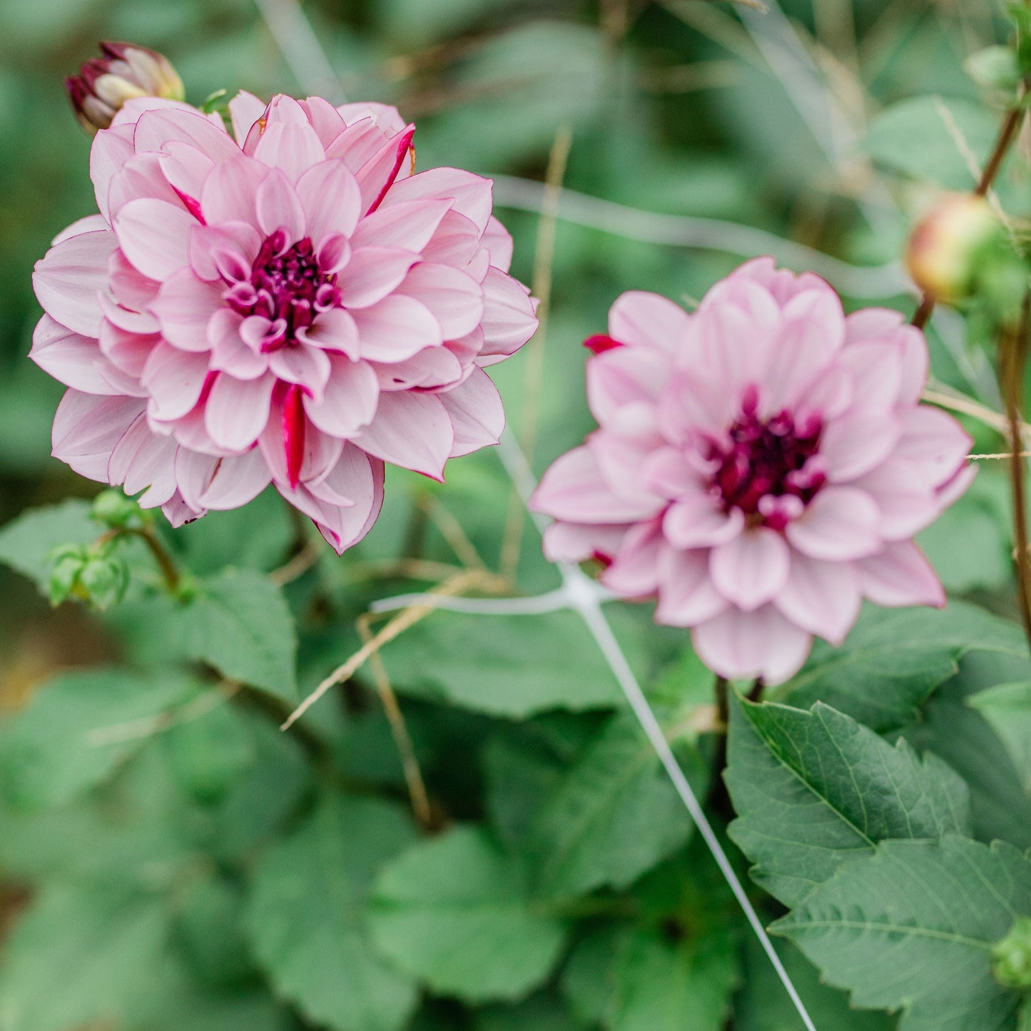 Creme de Casis Dahlia Tuber