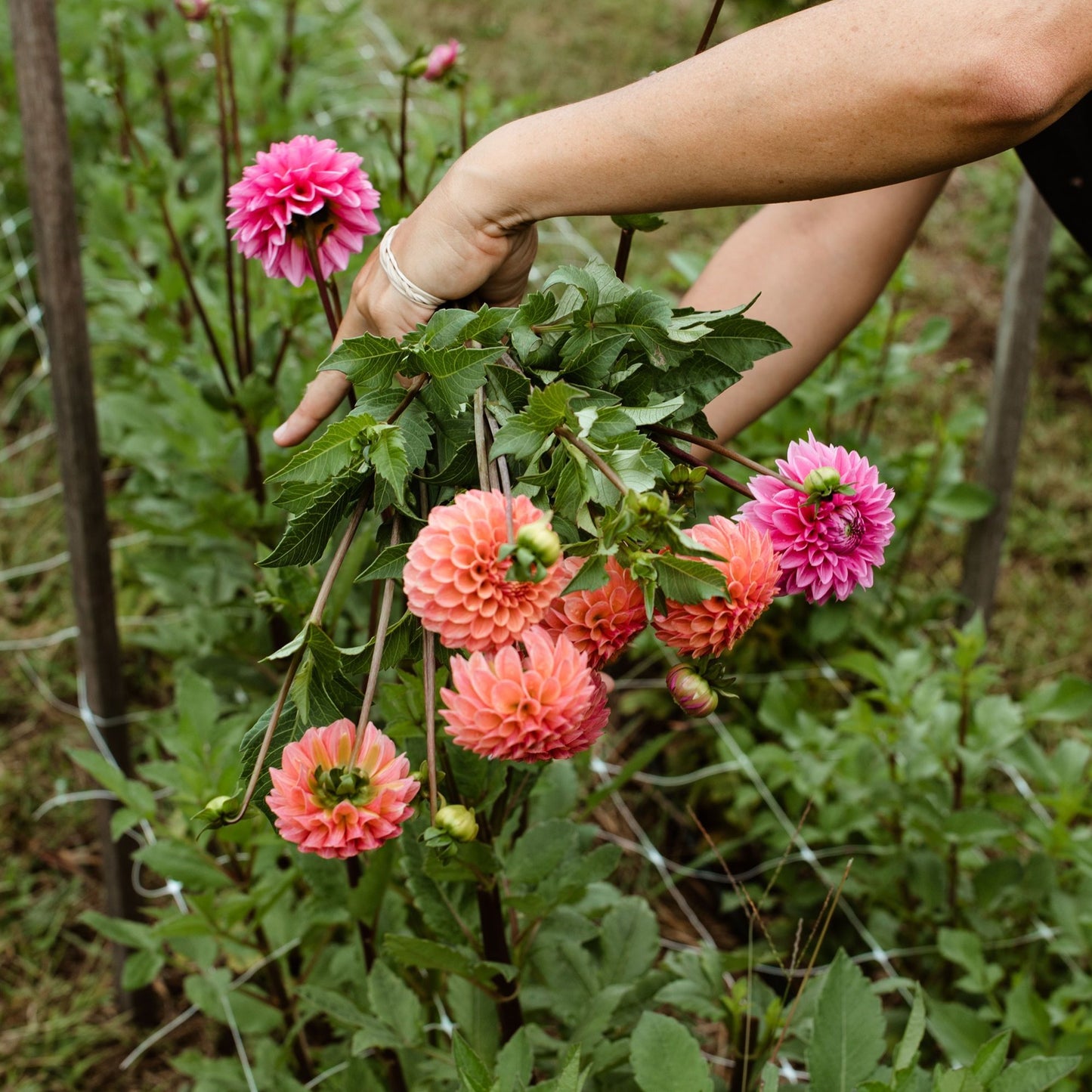 Grow Your Own Dahlias Workshop