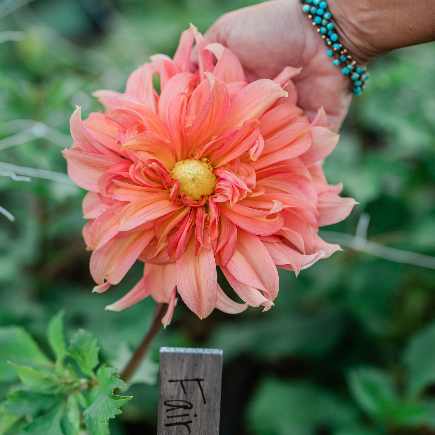 Fairway Spur Dahlia Tuber