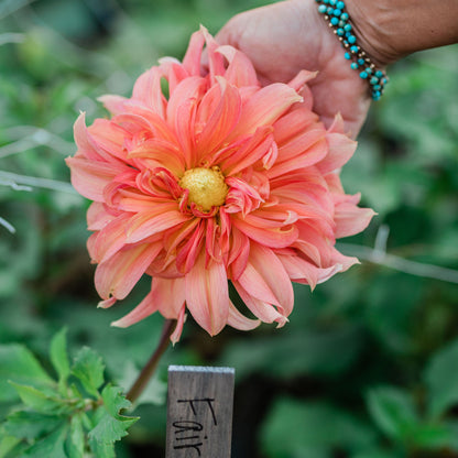 Fairway Spur Dahlia Tuber