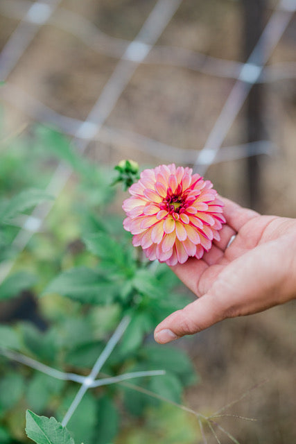 Foxy Lady Dahlia Tuber