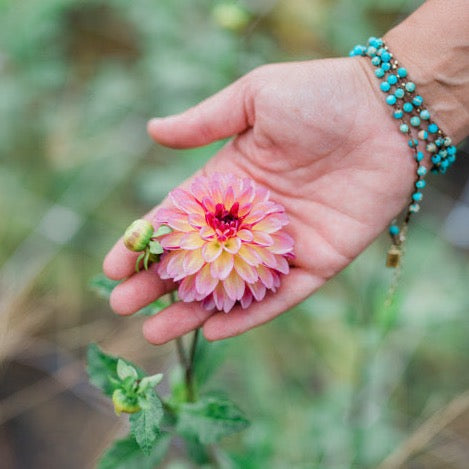 Foxy Lady Dahlia Tuber