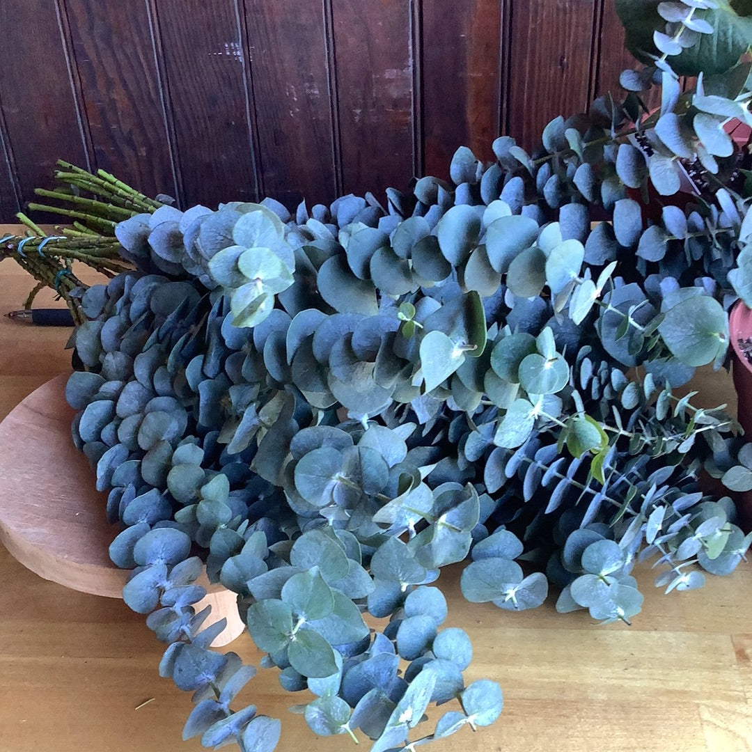 Eucalyptus Bunch