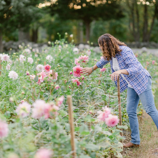 Grow Your Own Dahlias Workshop