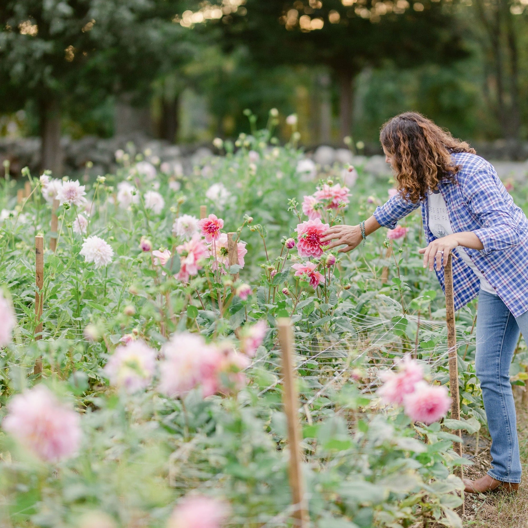 Cut Your Own Dahlias - Mon Oct 14th