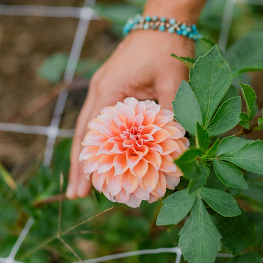 Peaches N Cream Dahlia Tuber