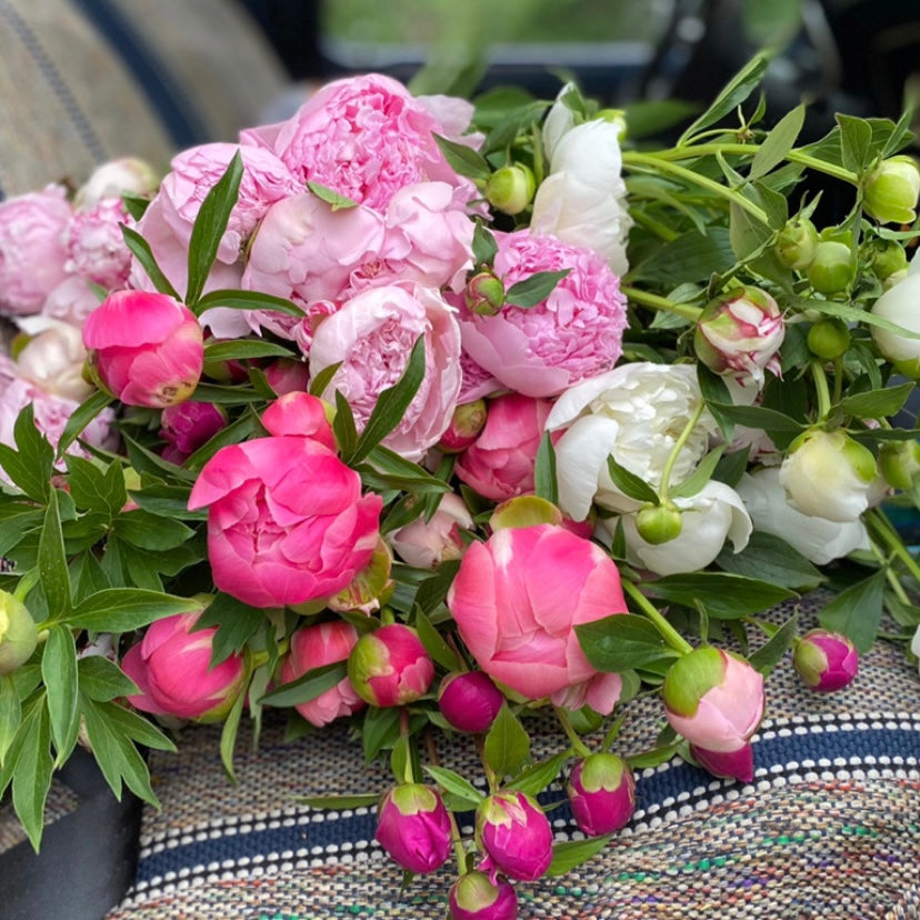 CSA Ranunculus + Peony Flower Share