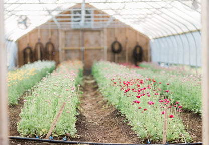 CSA Ranunculus + Peony Flower Share