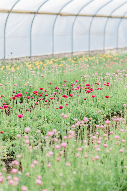 CSA Ranunculus + Peony Flower Share