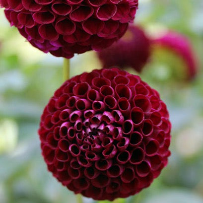 Rocco Dahlia Tuber