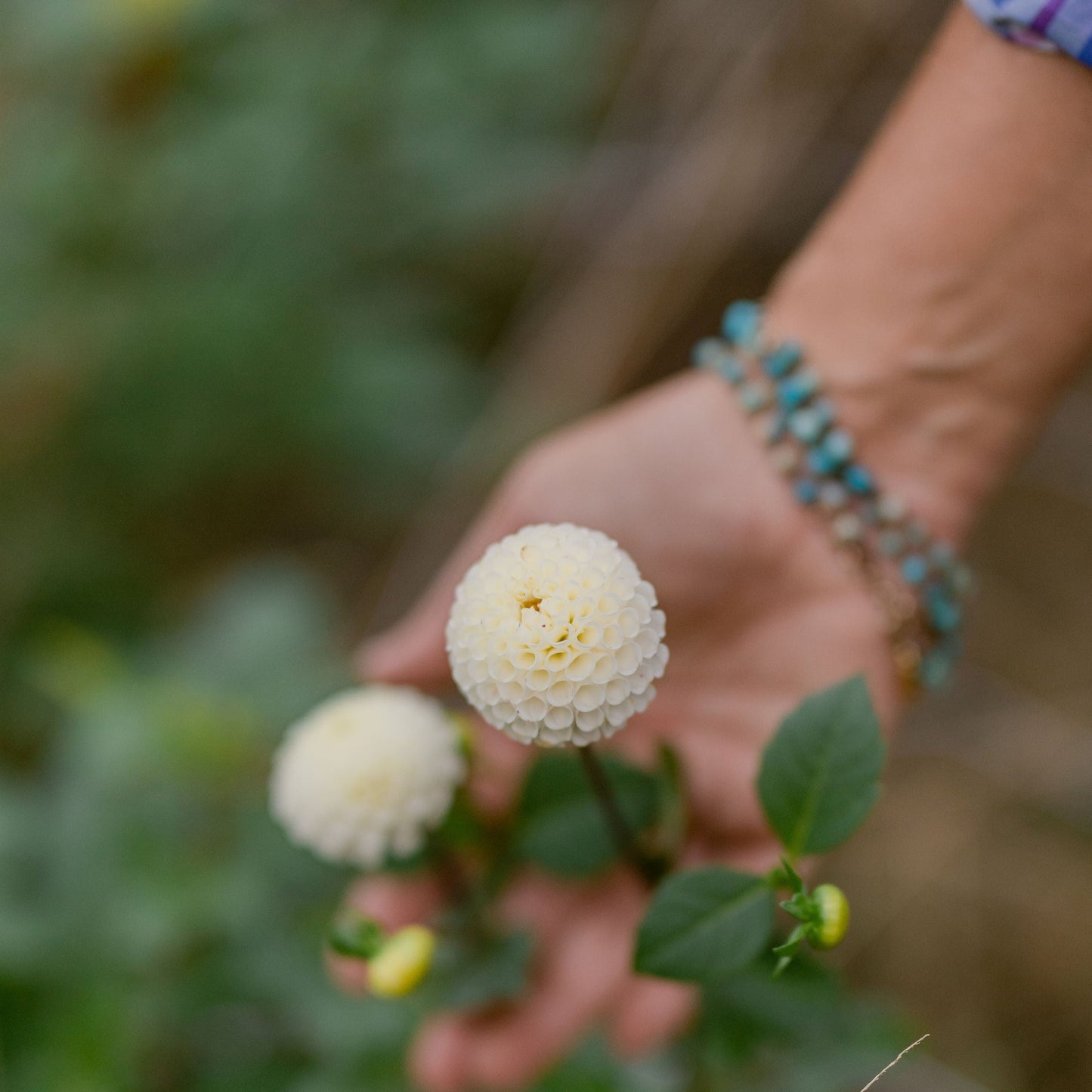 Small World Dahlia Tuber